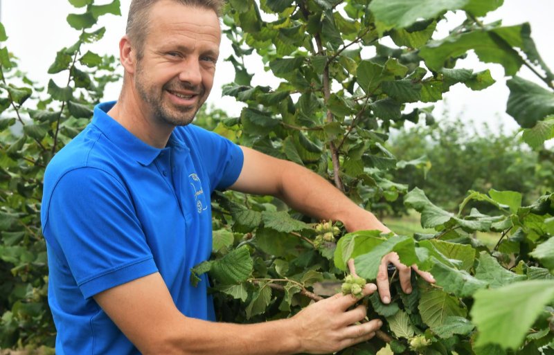 Hazelnotenteler Gaston Michielsens in Rilland (Zeeland).