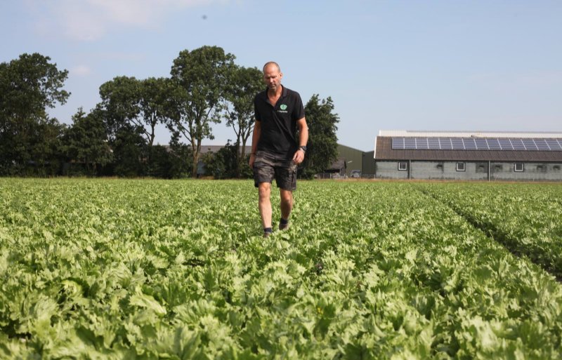 Dolf Ursem is bij UZ Vegetables verantwoordelijk voor de gewasbescherming en de teelt.