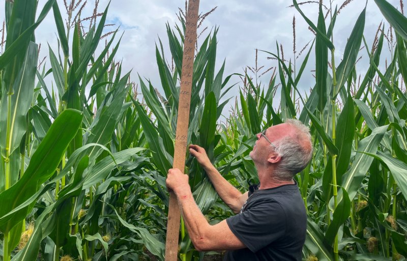 Wim Vedder, melkveehouder in Gasselternijveenschemond (DR)