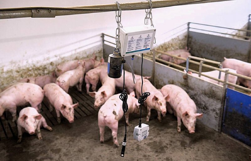 Bij een van de varkenshouders werd de extra Slimme Stal-sensor bij de biggen gehangen.