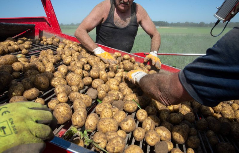 Slechte aardappelen eruit rapen bij de leesband achter op de aardappelrooier.