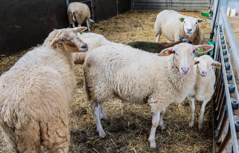 Alle dieren binnenhouden is voor Verriet geen doen. Begrazingsbeheer zorgt voor inkomsten.
