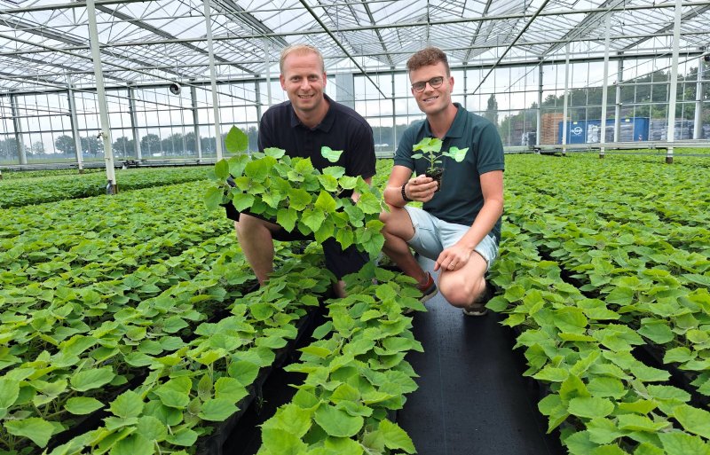 Jacco Hoogendoorn (links) en Peter van Hulten telen drie verschillende planttypes van de paulownia.