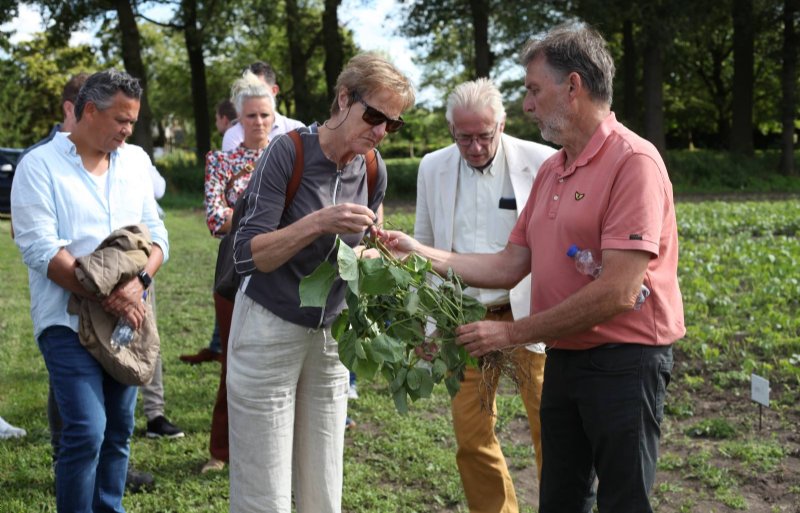 Teler Erik Schieven liet medio augustus zien dat de eerste vruchten aan de mungbonenplant zitten.