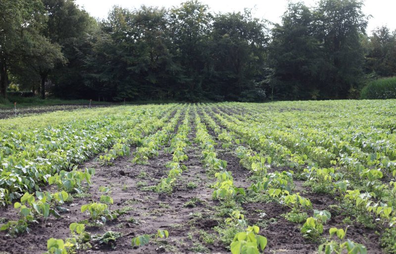 Wegval op het mungboonperceel in Varsseveld, vooral veroorzaakt door hazen en duiven.