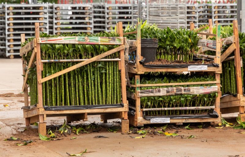 Deze Dracaena Dorado komen vrij van ziektes en plagen per schip vanuit Costa Rica binnen na een reis van drie weken.
