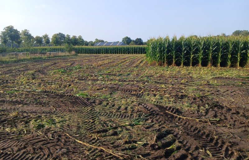 Zonder structuurschade is dit perceel geoogst door loonbedrijf Van der Ven.