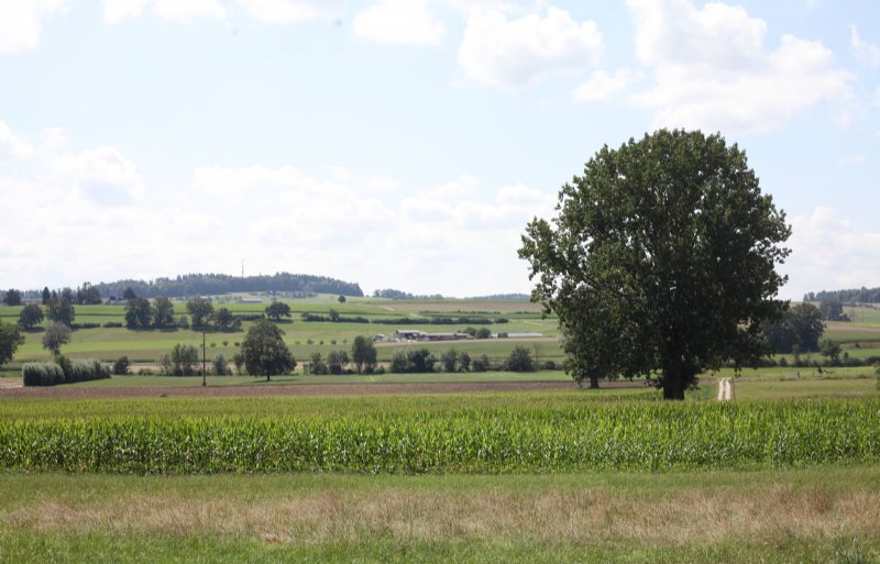 Graan, mais en koeien typeren het grootste deel van het landbouwlandschap in het Zwitserse kanton Fribourg.