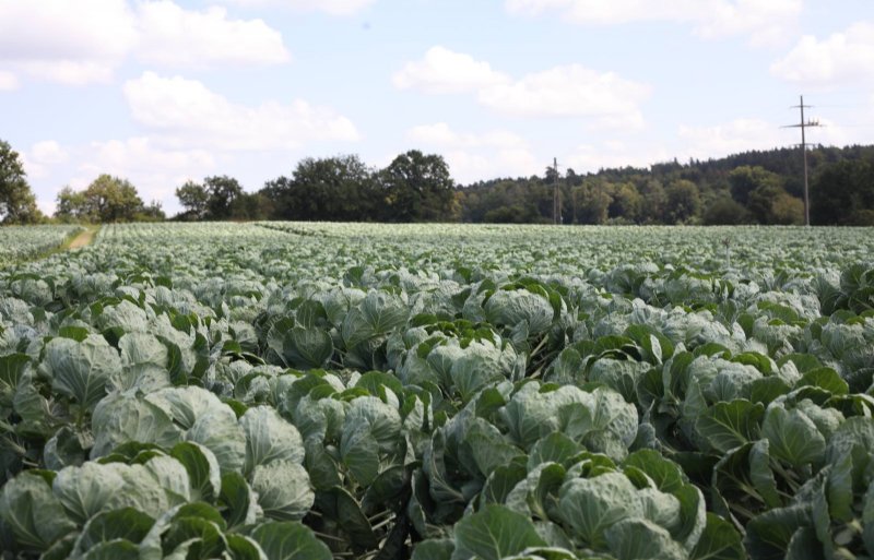 Minder teelt in totaal 10 hectare spruiten.