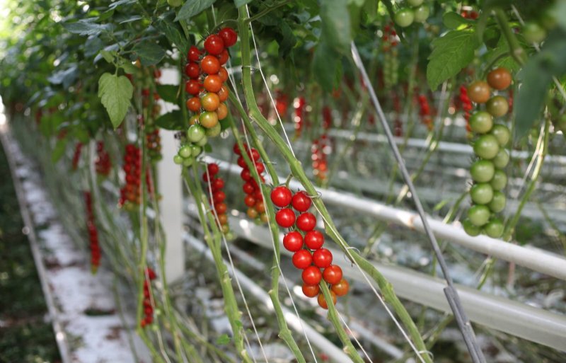 De tomatenteelt is energiebehoeftig, ondanks dat Gutknecht de teelt niet belicht.