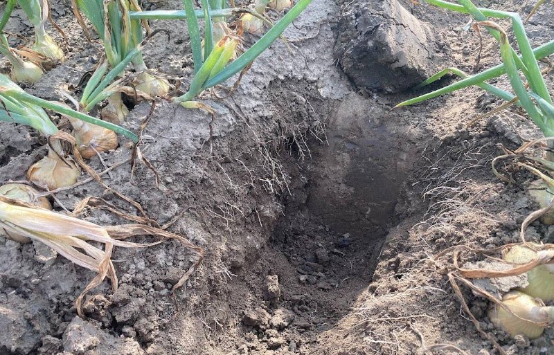 Profielkuil in de stikstofproef op proefboerderij Rusthoeve in het Zeeuwse Colijnsplaat.