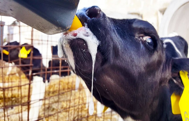 Kalveren hebben van nature een zuigreflex en de behoefte dit te doen. Bij een koe drinkt een kalf ongeveer 1 liter melk in 3,6 minuten. Kunnen kalveren te snel de melk opdrinken, dan is de zuigbehoefte niet gestild en gaan ze aan andere dingen en elkaar zuigen. De Milkbarspeen is zo ontwikkeld dat een kalf 1 liter melk drinkt in 4 minuten tijd. Foto: Alpuro Breeding