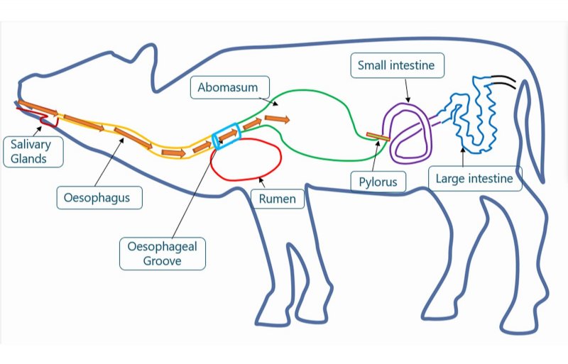 Het is belangrijk dat een kalf zuigt voor speekselproductie, stimulatie van de interne enzymproductie, hormoonstimulatie en fysiologische stimulatie met de slokdarmsleufreflex. Illustratie: Alpuro Breeding.