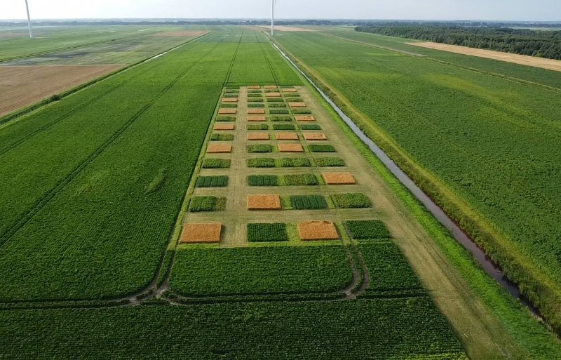 Het proefveld 'Veenkoloniale bouwplan van de toekomst' van HLB ligt vlak achter de boerderij van Panman.