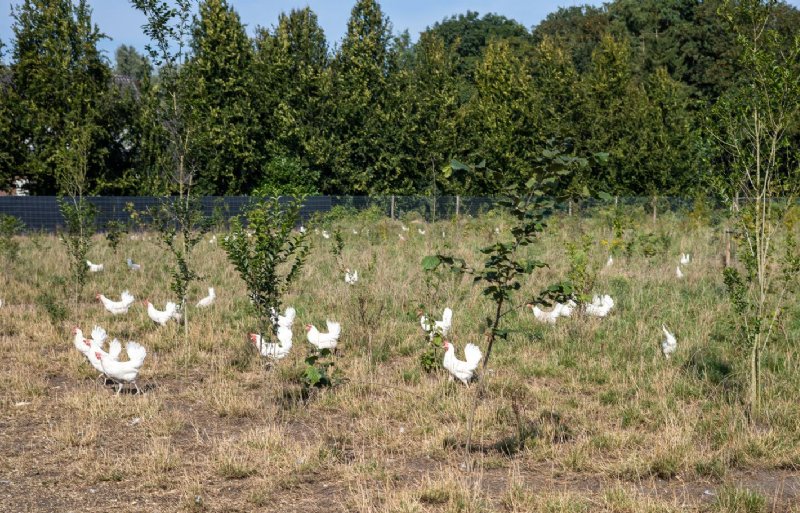 Bioynamische broederhanen kennen een ruime uitloop met bomen en struiken.