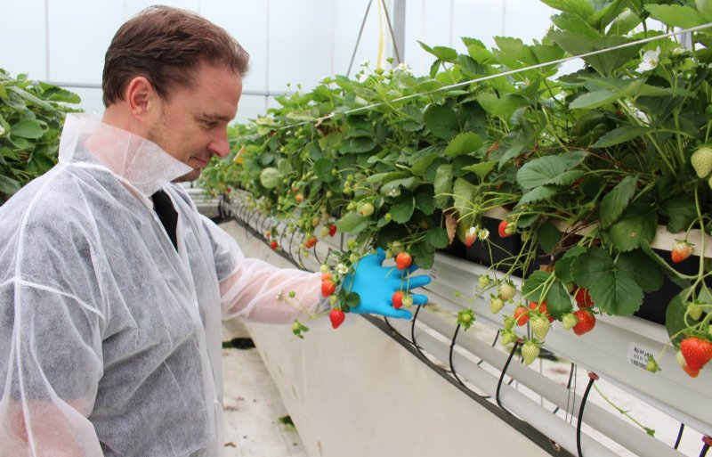 Roland Sweijen beoordeelt selecties van hybride aardbeien.