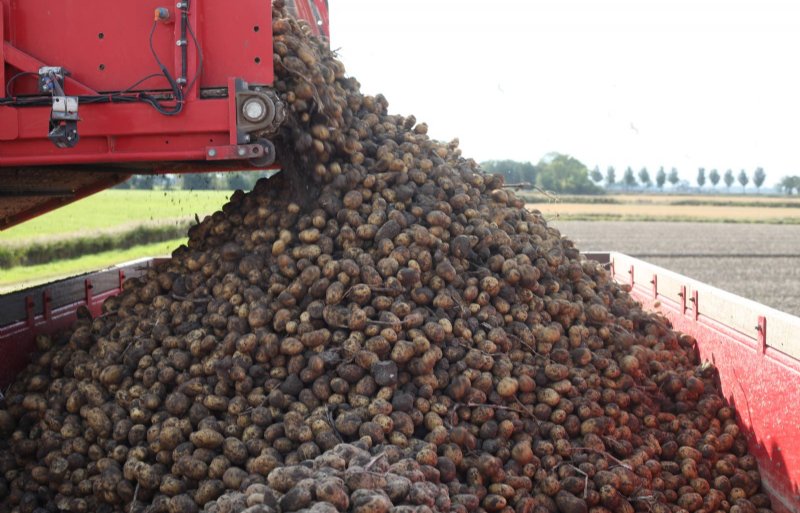 Smits rekent op een bruto-opbrengst van tussen 40 en 45 ton per hectare.