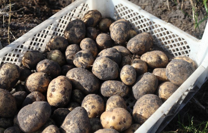 De verschillen in de maatsortering van de aardappelknollen zijn groot.