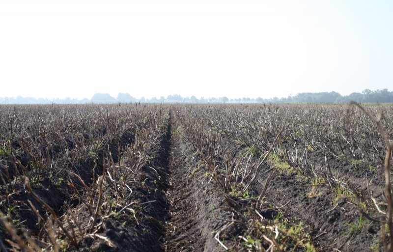 Op dinsdag 24 september 2024 zaten de zetmeelaardappelen van het ras Saprodi nog in de grond.