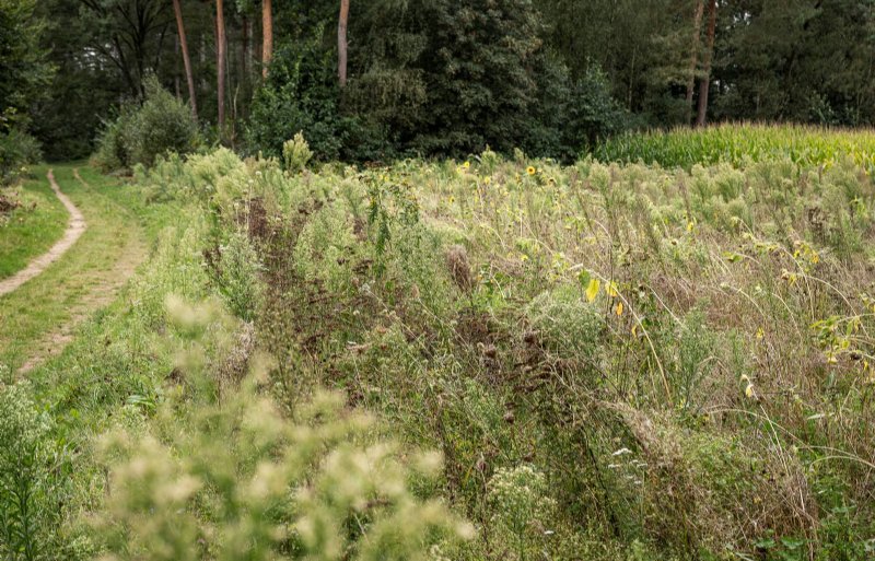 Beunen ziet nog volop kansen in biodiversiteit.