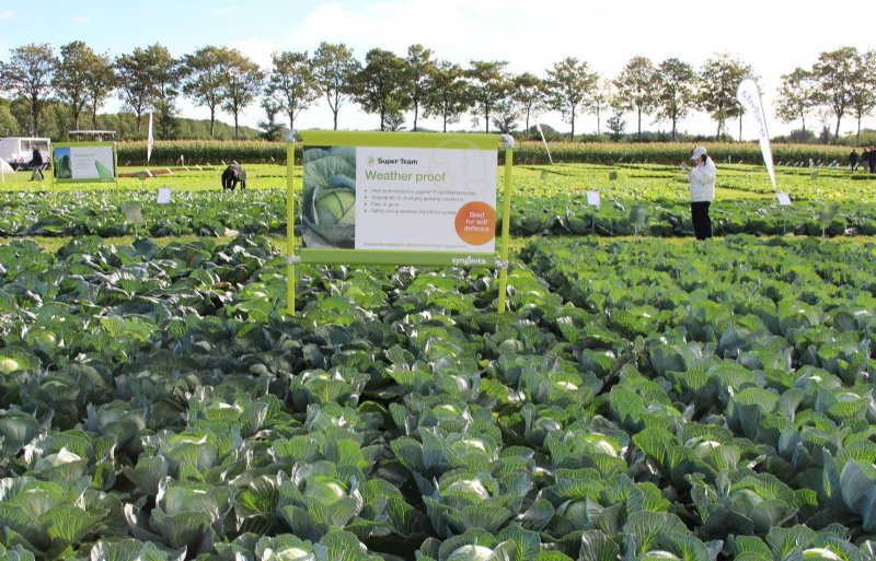 Naast genetische weerbaarheid probeert Syngenta gewassen als witte kool ook robuuster te maken door zaadcoating met onder meer biostimulanten.