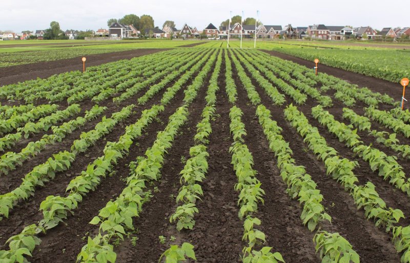 Test met zaadcoating in sperziebonen op het demoveld bij KWS Vegetables in Andijk. Op de voorgrond is onbehandeld zaaizaad gebruikt, tussen de oranje bordjes is het zaaizaad wel gecoat.