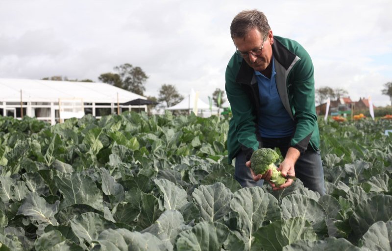 Frans van der Ploeg van Hazera toont het broccoliras Phar Lap dat weinig last heeft van holle stelen.