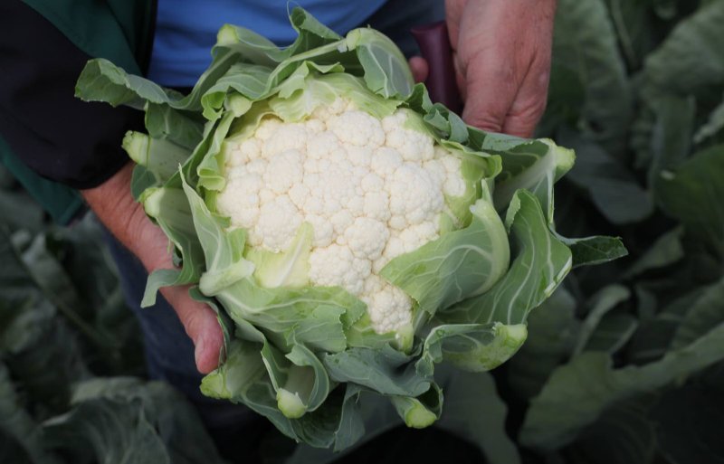 Het bloemkoolras Ferrara van Hazera doet het goed onder droge groeiomstandigheden.