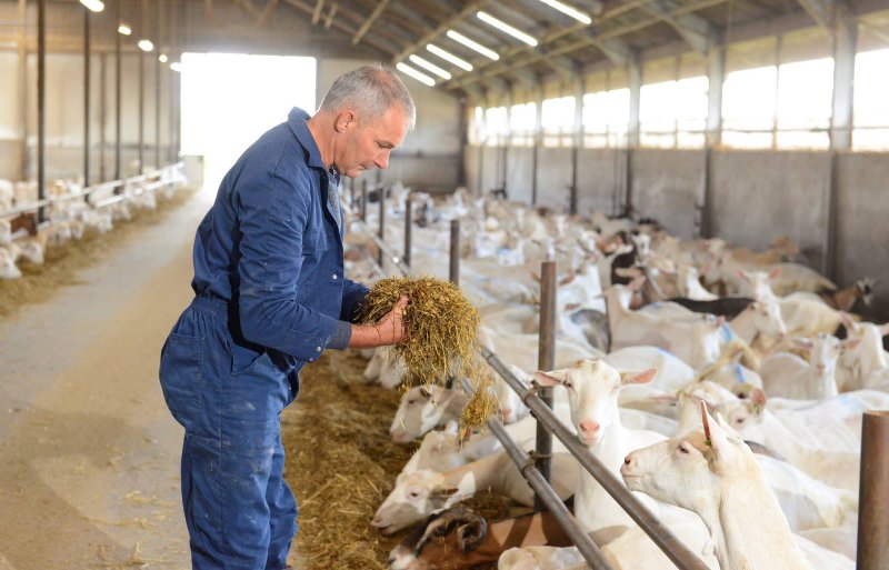 De combinatie van gras en sorghum houdt de geiten gezond.