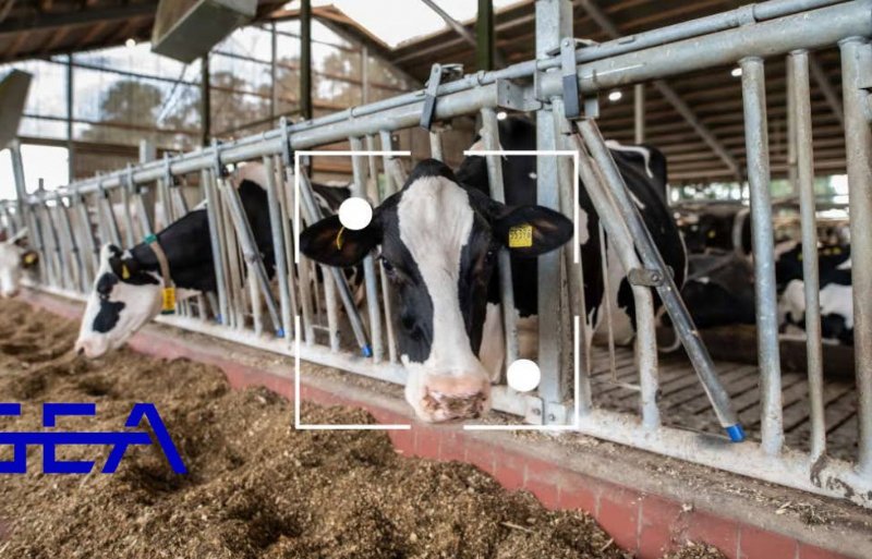 CattleEye van GEA biedt realtime monitoring in de stal. Zo kunnen gezondheidsproblemen vroeg worden gedetecteerd.