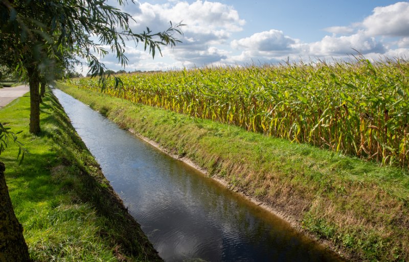 Een sloot in Noord-Brabant naast een perceel met mais.