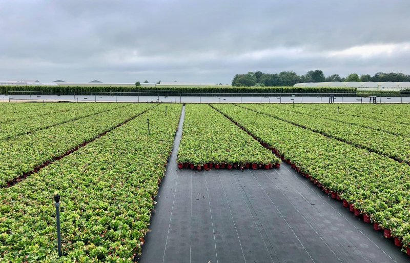 De Gaulteria’s worden na opkweek in de kas op het pot- en containerveld afgehard.