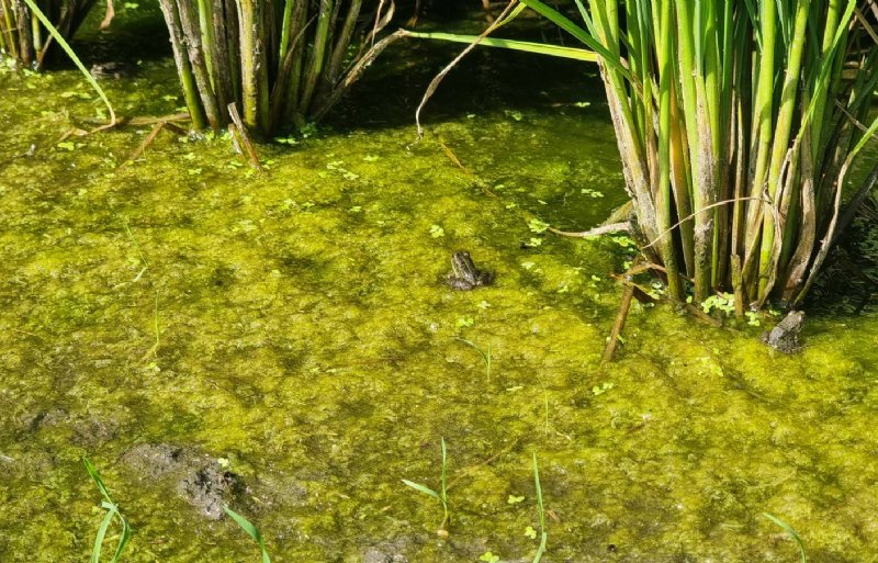 De natte velden creëren een leefgebied voor veel insecten en talrijke amfibieën, zoals boomkikkers.