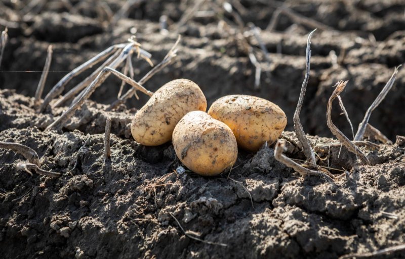 Arjan Bos, akkerbouwer in Oldehove: 'We konden pas heel laat de aardappelen poten. Het groeiseizoen was kort en dan moet alles in orde zijn om een goede opbrengst en kwaliteit te realiseren.'