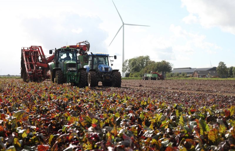 Loonbedrijf Heyboer uit Biddinghuizen oogstte vrijdag 11 oktober met twee rooicombinaties de biologische rode bieten van de familie Schlepers in Dronten.