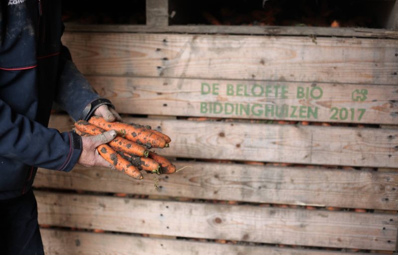 In de peenteelt bepaalt de handel het ras dat de teler verbouwt. Dat is bijna altijd Nerac.