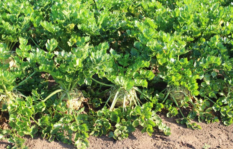 In knolselderij ziet Bayer een uitstekend werking van Serenade op de bladschimmel septoria.