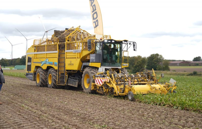 Drie van deze zelfrijdende Tiger 6-rooiers op drie assen oogsten de 7 hectare suikerbieten tijdens de demo.