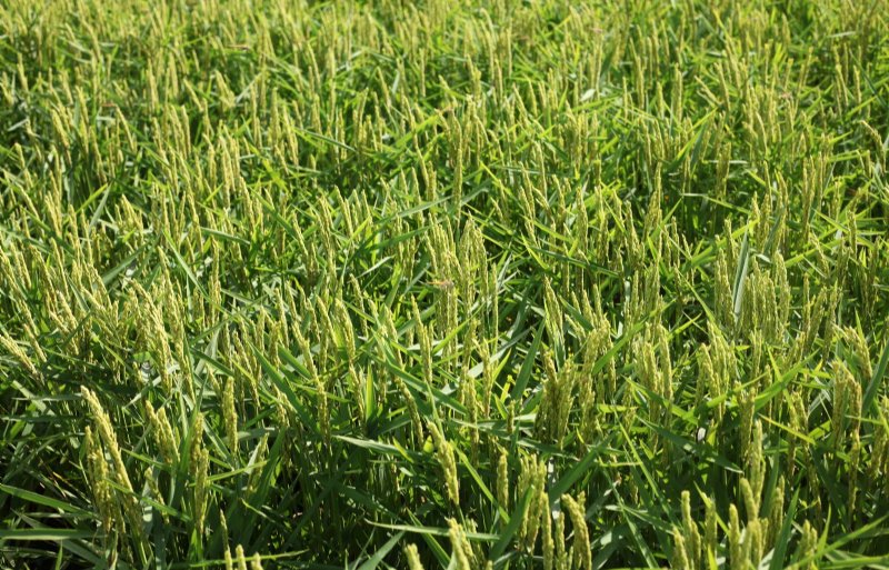 Door het waterniveau op het rijstveld te laten zakken schiet de plant ietwat in de stress, waardoor de rijst begin september begint af te rijpen.