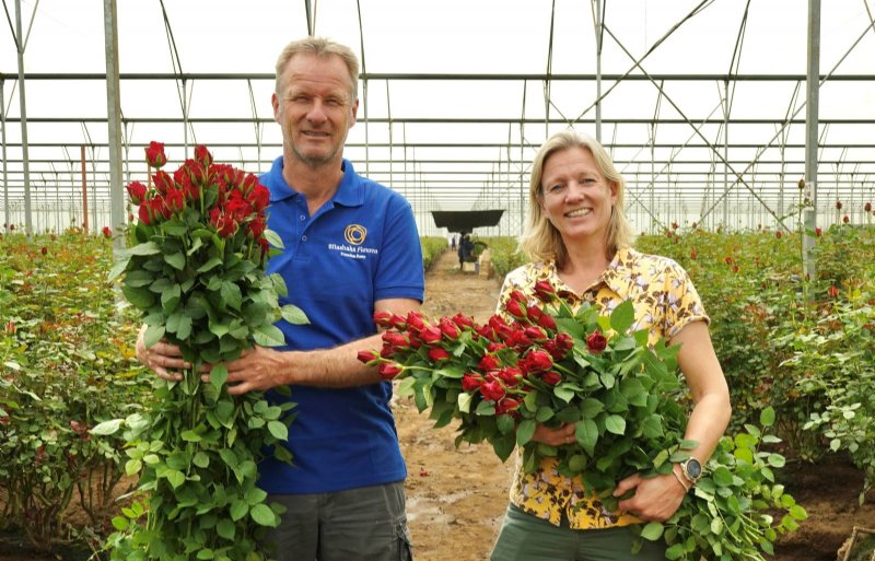 Joost en Rosaline Zuurbier op hun bedrijf in Kenia. 'De omstandigheden voor rozen zijn hier optimaal.'