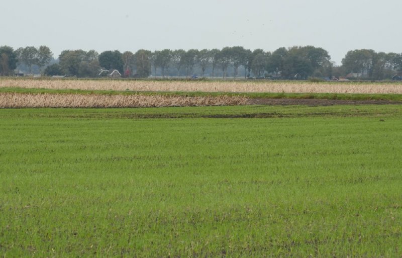 De lage delen liggen 1,5 meter lager dan de drogere delen.