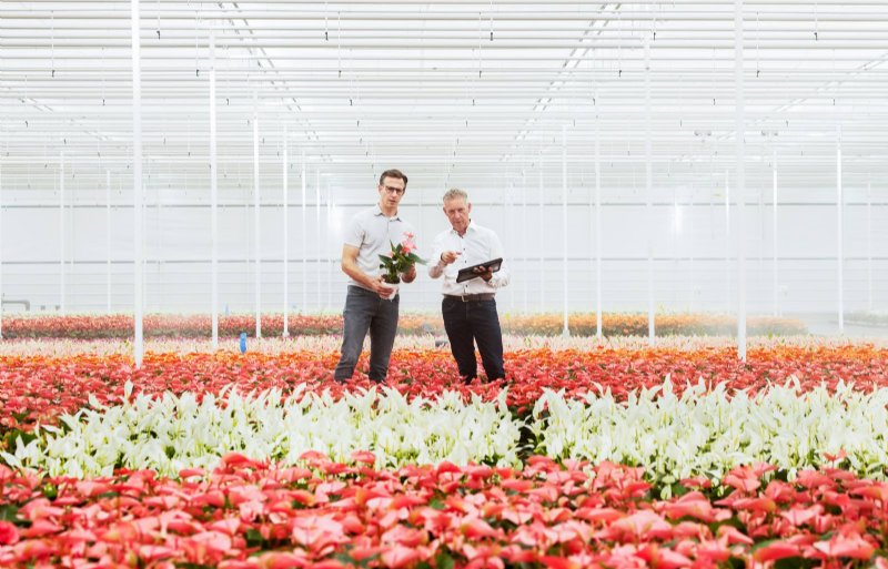 Pieter Stolk (links) van anthuriumkwekerij Stolk Brothers in Bergschenhoek krijgt advies van Tom Kester, risicodeskundige bij Interpolis.