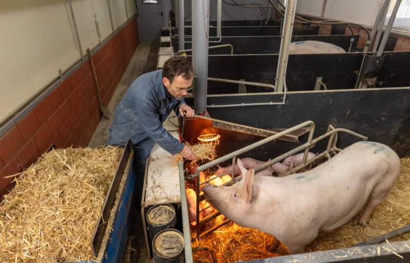 De warmte van de biggenlamp houdt op het bedrijf van Floor de Heer de biggen bij de zeug weg en voorkomt dat deze erop gaat liggen.