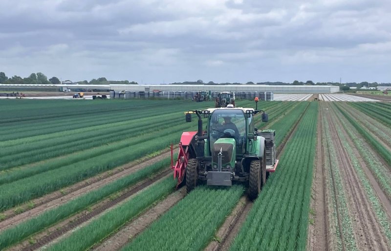 De oogst van biologische preiplanten vindt plaats vanaf week 17 (eind april) tot week 32 (begin augustus).