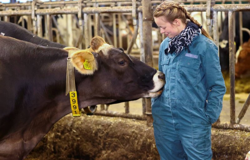 Een van de Brown Swiss-koeien die op het bedrijf van Marije Horjus lopen.