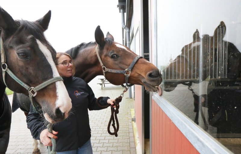 De paarden op het bedrijf gaan altijd in tweetallen naar buiten.