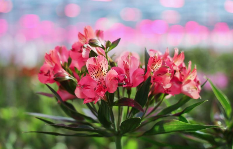 Alstroemeria is in Nederland een klein product geworden met slechts negen aanvoerders.