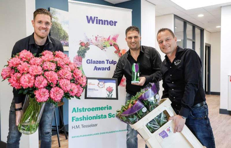 H.M. Tesselaar heeft de Glazen Tulp Award gewonnen met de enkelbloemige alstroemeria.