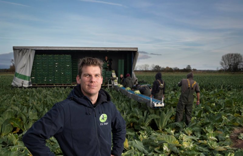 Bloemkoolteler Pé Slagter in Andijk.