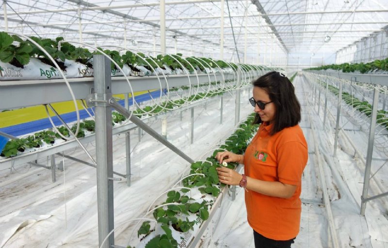 Aardbeienteelt in hightechkassen is nog een uitzondering, zoals hier bij Neo Strawberry in Antalya.